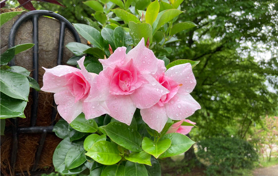ふなばしアンデルセン公園