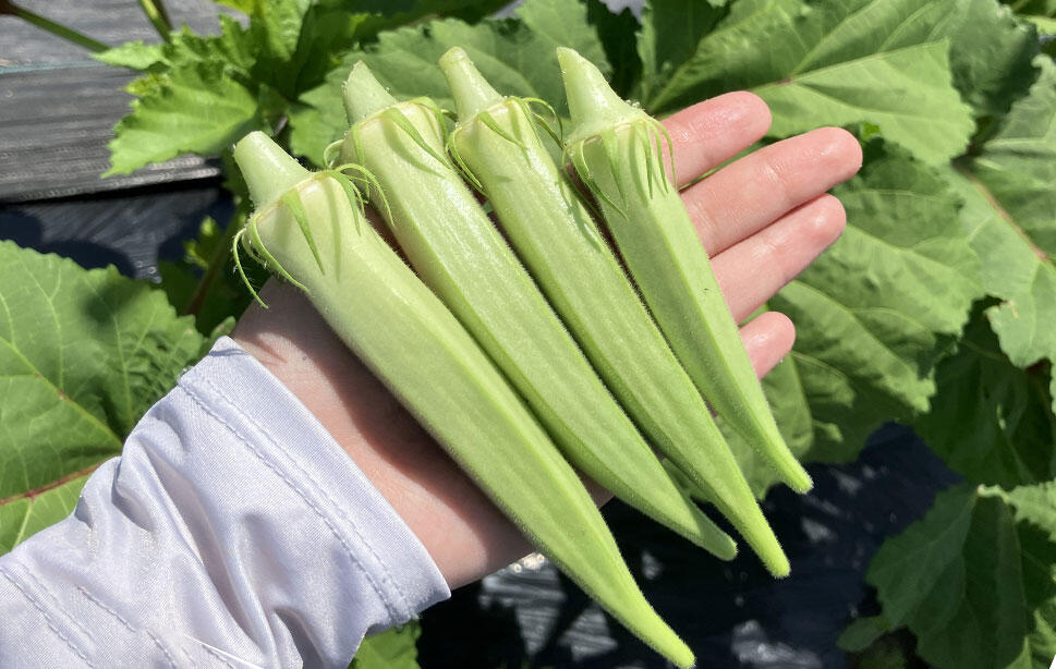 ホワとろオクラ