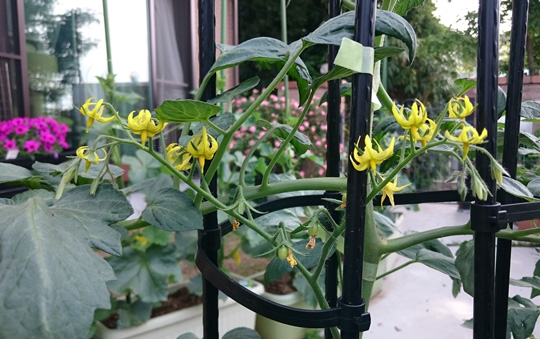 サントリー本気野菜 のプランター栽培15年 1 サントリーフラワーズ 花とおしゃべりブログ