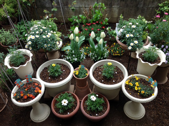 気合マックスｐｊ16 植え込み2週間後の追肥 4月上 中旬頃 サントリーフラワーズ 花とおしゃべりブログ