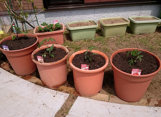 サントリー本気野菜 プランター栽培16年 2 トマト ナス イチゴの植え込み サントリーフラワーズ 花とおしゃべりブログ