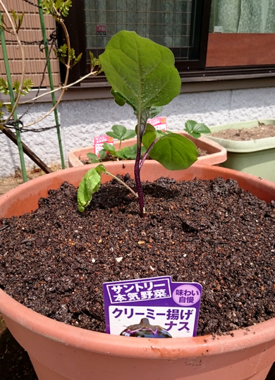 サントリー本気野菜 プランター栽培16年 2 トマト ナス イチゴの植え込み サントリーフラワーズ 花とおしゃべりブログ