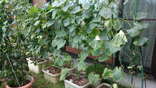 サントリー本気野菜 プランター栽培16年 9 夏キュウリの植え込み1ヵ月後 サントリーフラワーズ 花とおしゃべりブログ