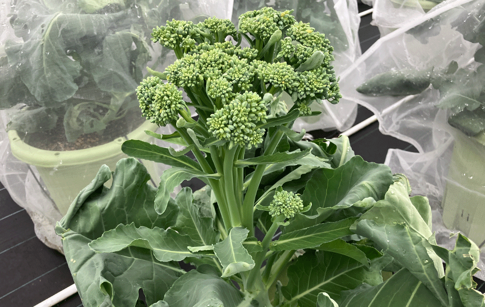 早摘みやわらか茎ブロッコリー