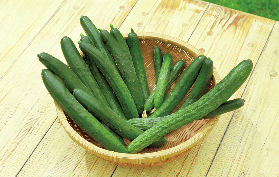 本気野菜キュウリ
