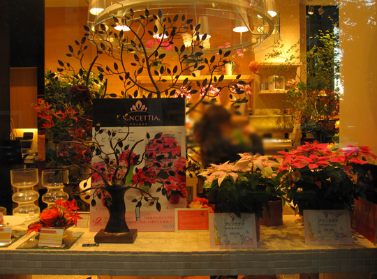 プリンセチアが続々店頭に登場 サントリーフラワーズ 花とおしゃべりブログ