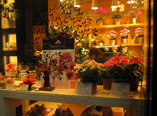 プリンセチアが続々店頭に登場 サントリーフラワーズ 花とおしゃべりブログ
