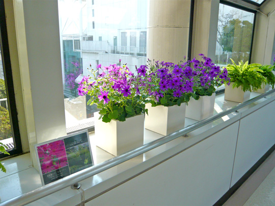 玉川高島屋ショッピングセンター 東京都 にて セネッティ が展示されています サントリーフラワーズ 花とおしゃべりブログ