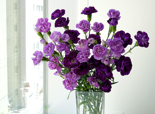ムーンダスト スプレータイプ がジャパンフラワーセレクション14 15にて受賞しました サントリーフラワーズ 花とおしゃべりブログ