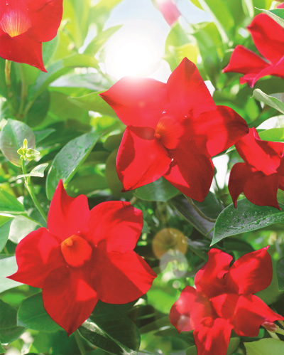 赤い花プロジェクト第二弾 サンパラソルで日本の夏を明るくしようキャンペーン サントリーフラワーズ 花とおしゃべりブログ