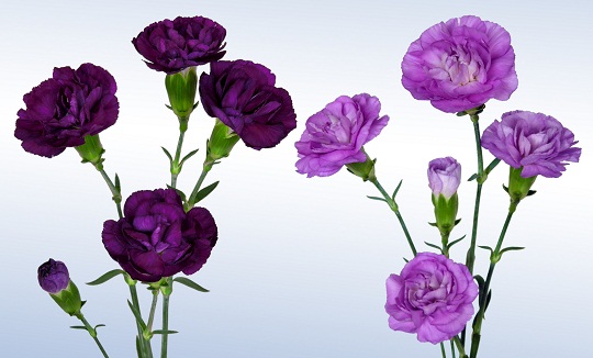 幸せの青い花 ムーンダスト にスプレータイプ2色が新登場しました サントリーフラワーズ 花とおしゃべりブログ