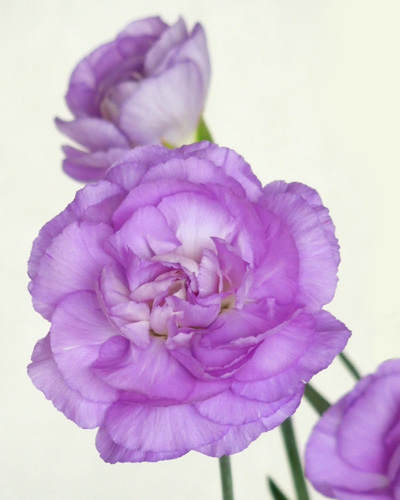 幸せの青い花 ムーンダスト にスプレータイプ2色が新登場しました サントリーフラワーズ 花とおしゃべりブログ