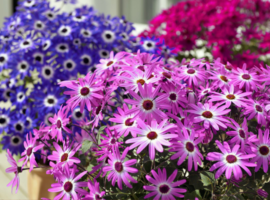 senetti_201209.jpg