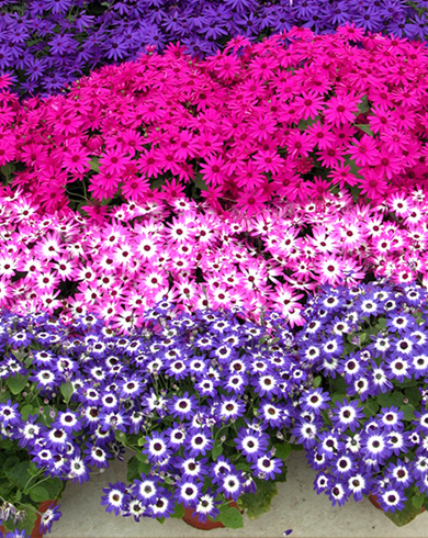 senetti_201211_2.jpg