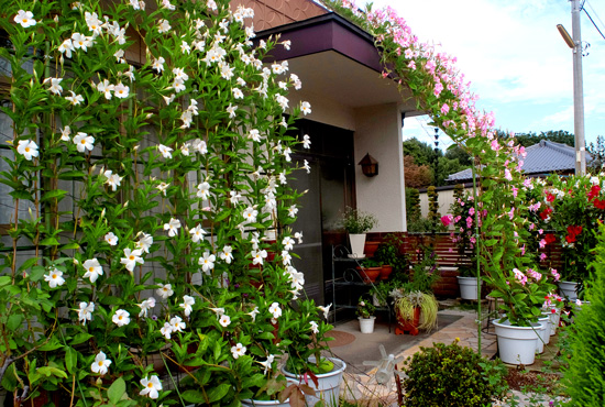 サンパラソル ジャイアントの素敵なグリーンカーテン サントリーフラワーズ 花とおしゃべりブログ