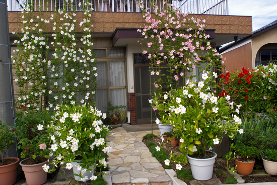 サンパラソル ジャイアントの素敵なグリーンカーテン サントリーフラワーズ 花とおしゃべりブログ