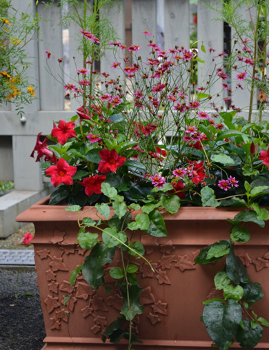 北海道 上野ファームの サンパラソル寄せ植え サントリーフラワーズ 花とおしゃべりブログ