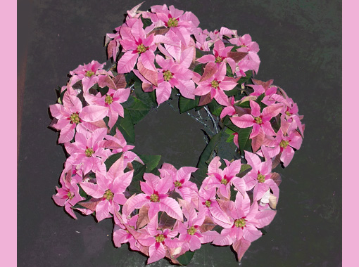 オールジャパンポインセチアフェア」にてプリンセチアの作品が最優秀賞