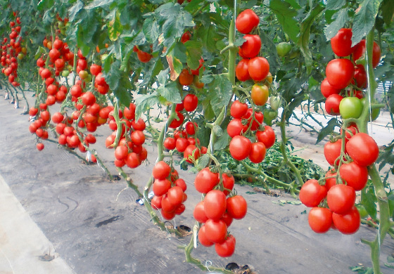 ボンリッシュトマトをたっぷり使って作られた『鳥取県江府町(美用