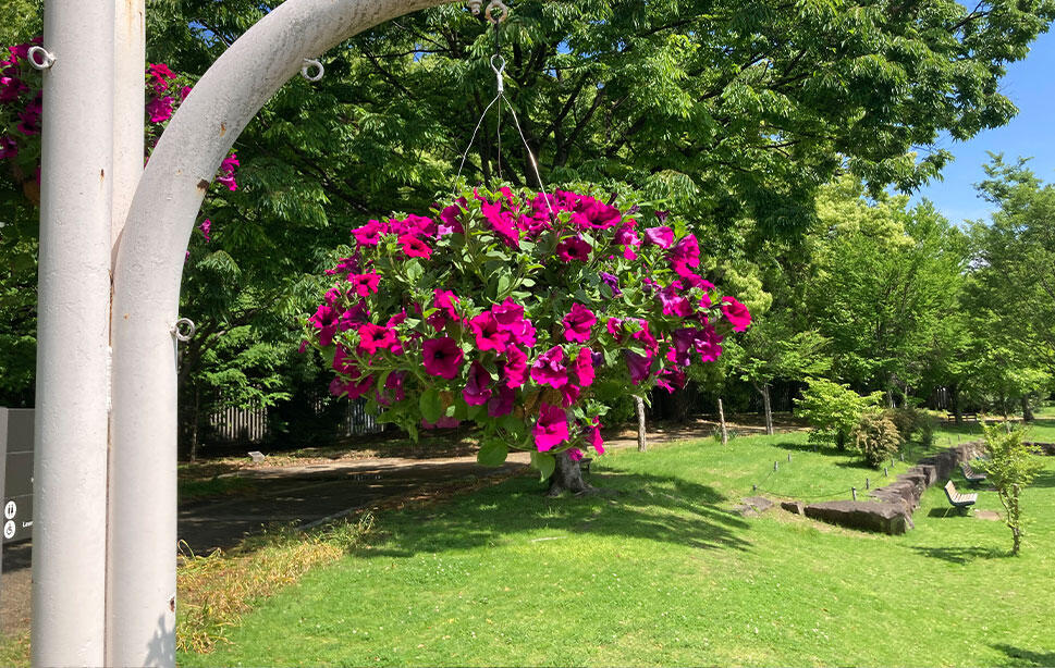 大阪市立長居植物園サフィニアプレミアムのハンキング