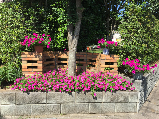 サフィニア サントリーフラワーズ 花とおしゃべりブログ