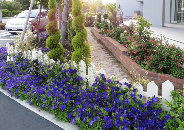 千葉県 浦安市役所新庁舎の花壇に サフィニア エンジェルス イヤリング アズーロコンパクト などが植栽されました その2 サントリーフラワーズ 花とおしゃべりブログ