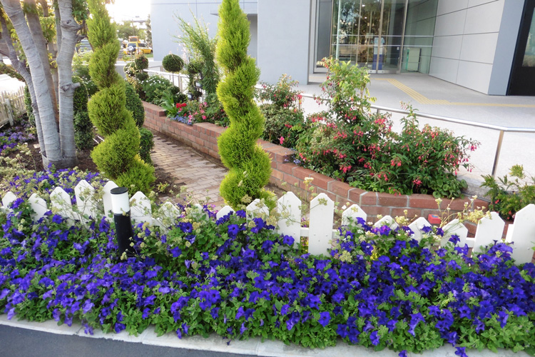 千葉県 浦安市役所新庁舎の花壇に サフィニア アズーロコンパクト エンジェルス イヤリング などが植栽されました その1 サントリーフラワーズ 花とおしゃべりブログ