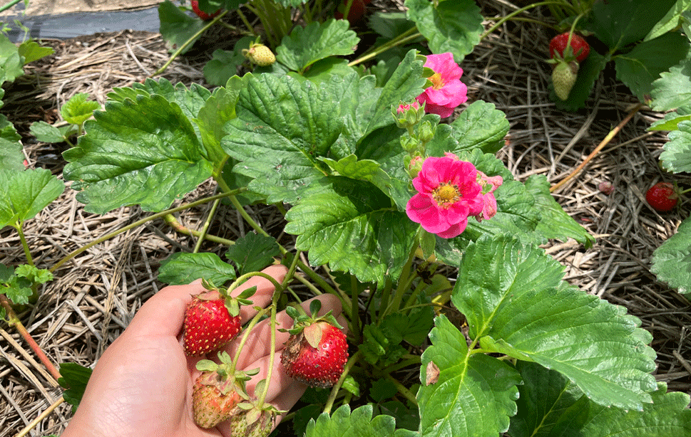 ローズベリー・ピンク