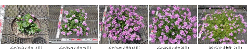 屋根付き施設の定植から栽培過程