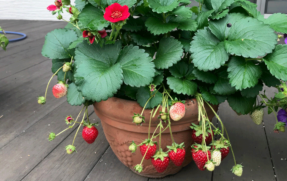 ローズベリー・レッド