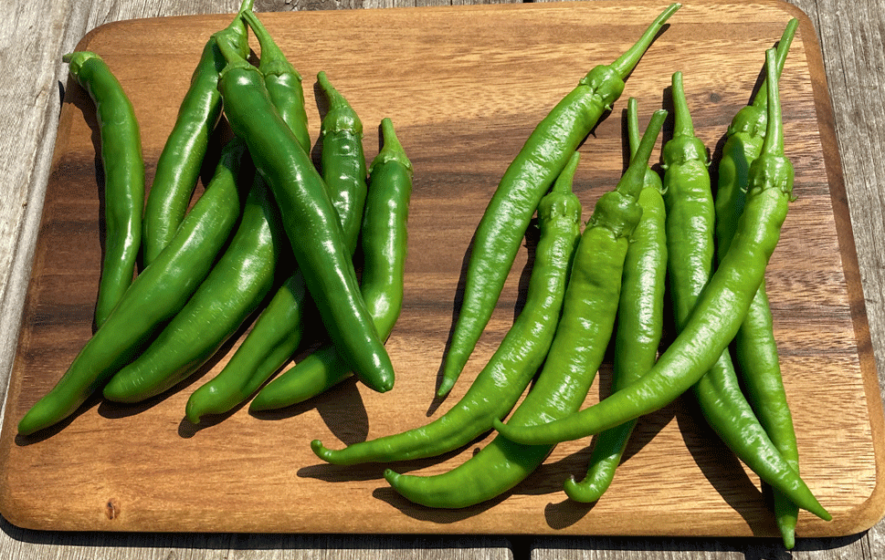 本気野菜ししとう