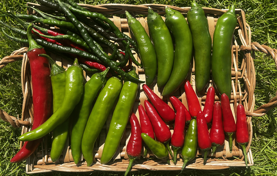 本気野菜とうがらし