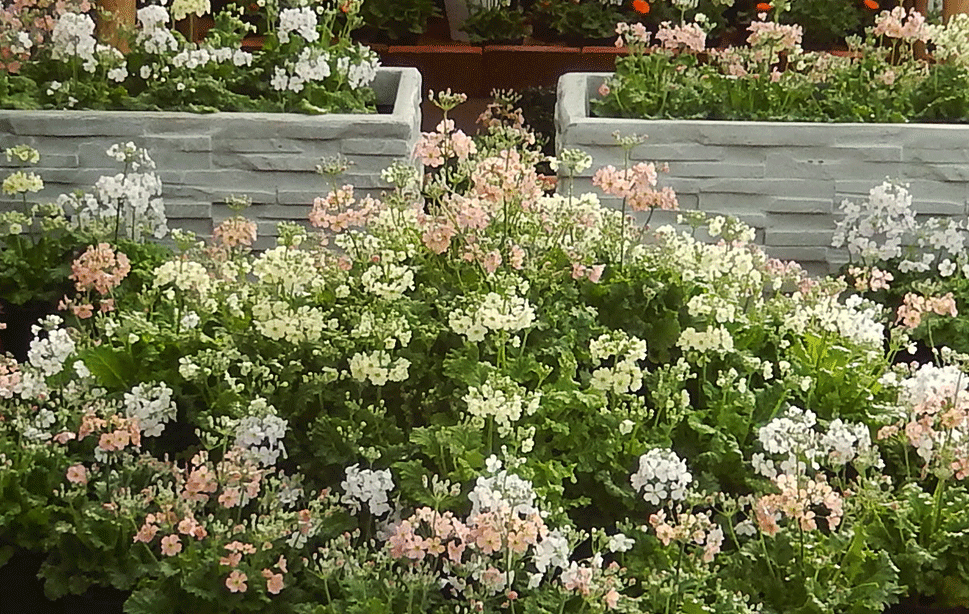 京都府立植物園に展示される「ウィンティー」