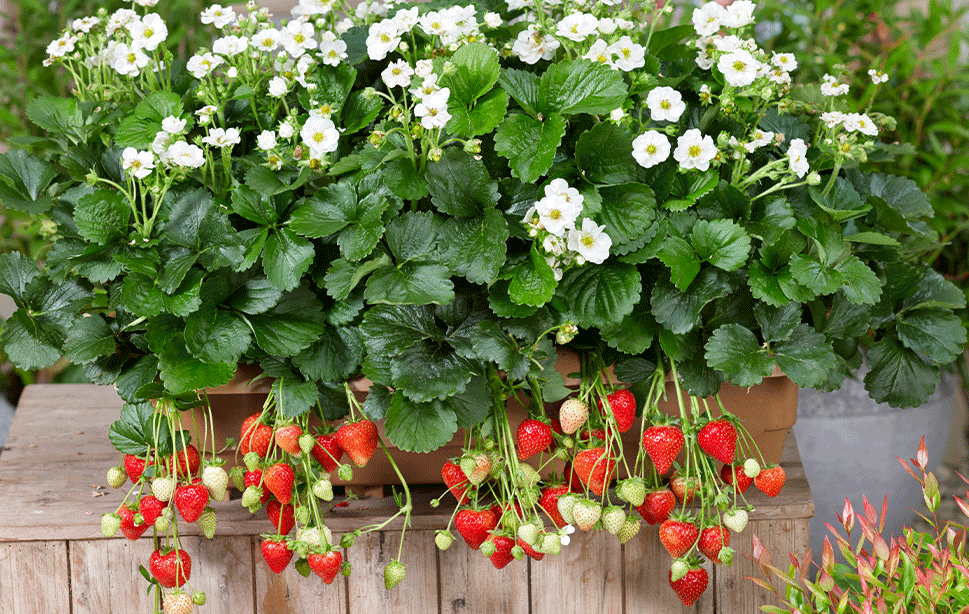 ローズベリー・ホワイト