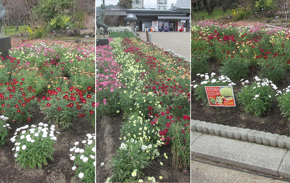 ワイルドガーデン