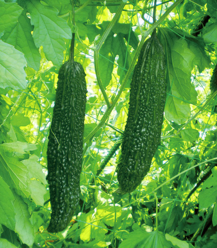 サントリー本気野菜ゴーヤが販売中です。|サントリーフラワーズ 花と
