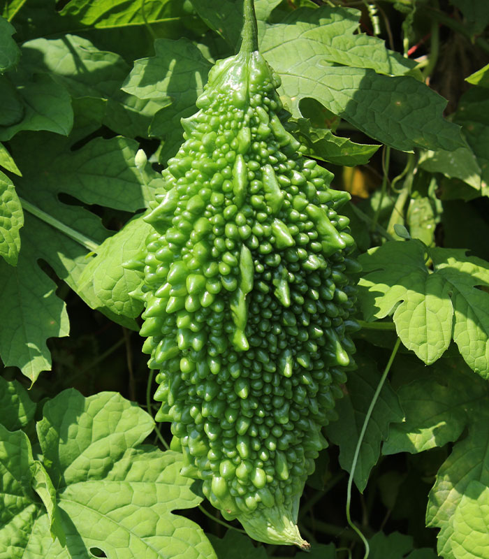 サントリー本気野菜ゴーヤが販売中です。|サントリーフラワーズ 花と