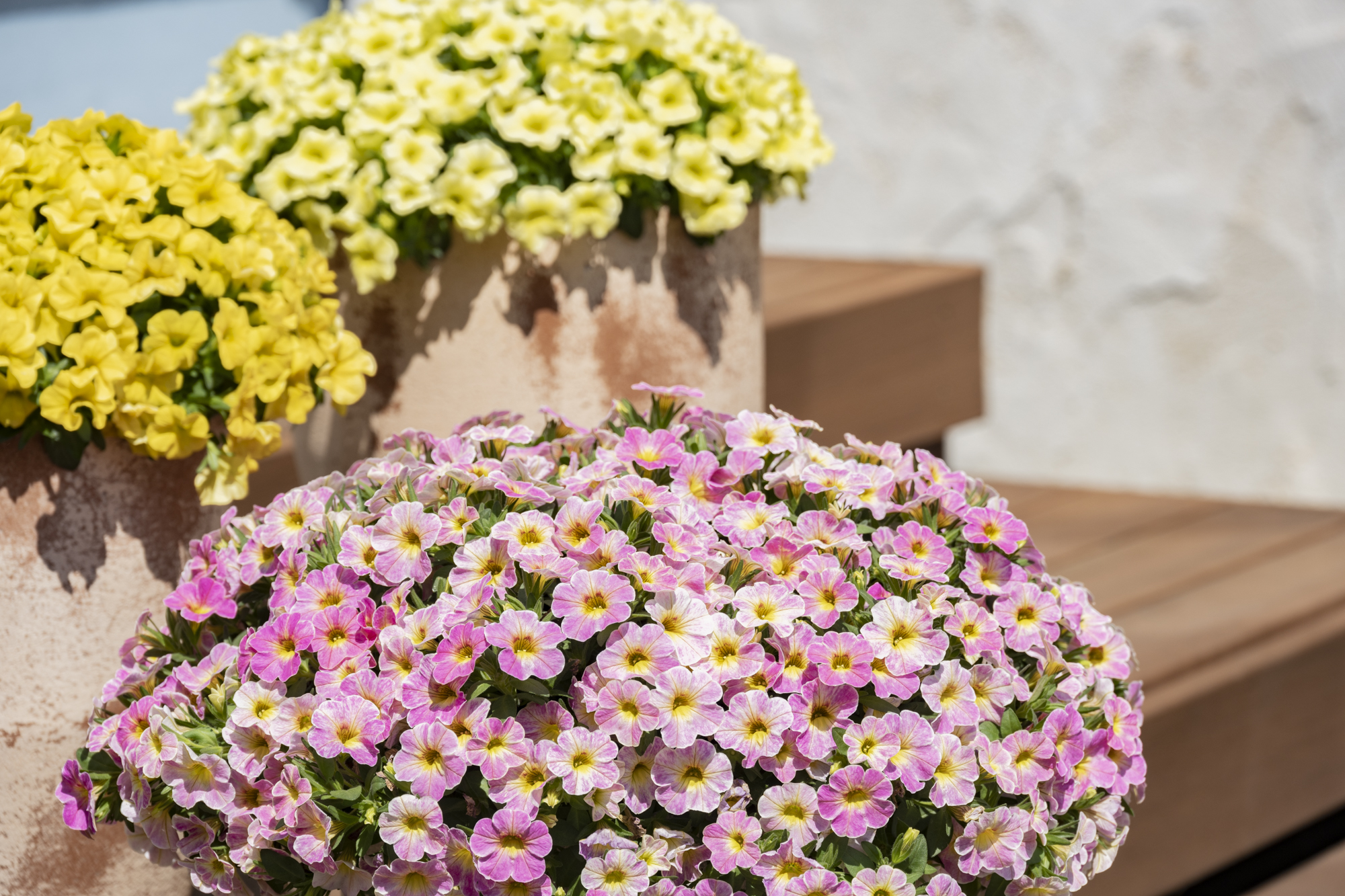 2024年春夏花苗の「新商品」と「新色」をご紹介！|サントリー