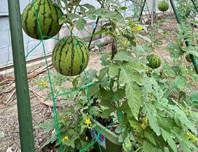 本気野菜スイカ 「甘小丸スイカ」の育て方ポイント|サントリーフラワーズ 花とおしゃべりブログ