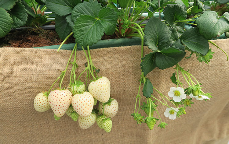 サントリー本気野菜イチゴ苗が販売中です！|サントリーフラワーズ 花とおしゃべりブログ